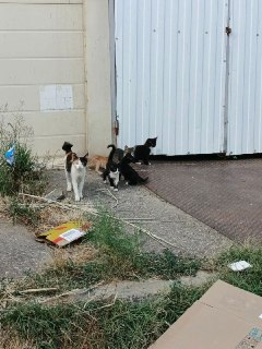 Спасите котят в Молодёжке: помощь и забота в жаркую погоду